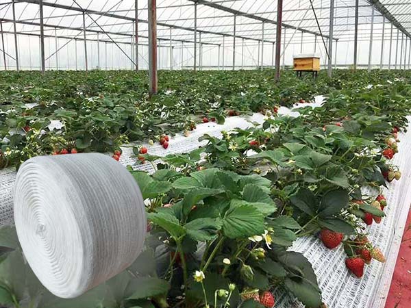 Chinese Factory New Design White Knitted Plastic Separation Net for Strawberry