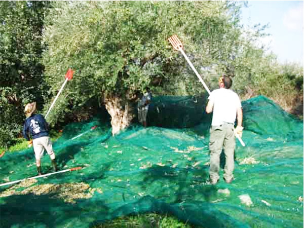 Chinese Factory Wholesale Low Price Olive fruit Harvesting Net