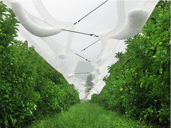 2024 Custom SIZE High strength HDPE Anti Hail Net for fruit trees