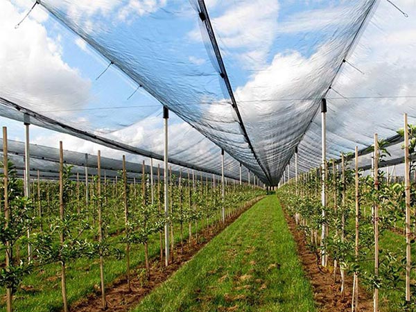 2024 Best selling High strength Knitting anti hail net for orchard