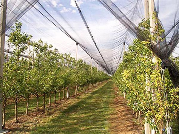 2024 Best selling High strength Knitting anti hail net for orchard