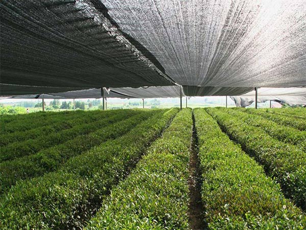 Chinese Supplier Low Price 40-100 gsm black greenhouse shade net for sale