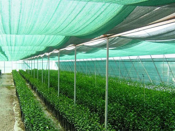 2024 Hot Selling 55-70gsm Green sunshade net