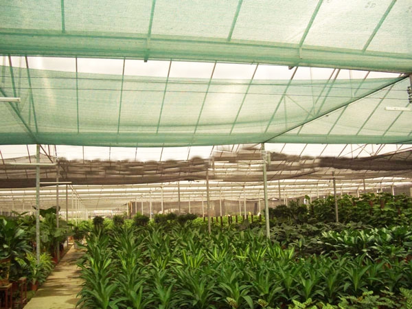 Factory Direct Sale green shade net for greenhouse shading